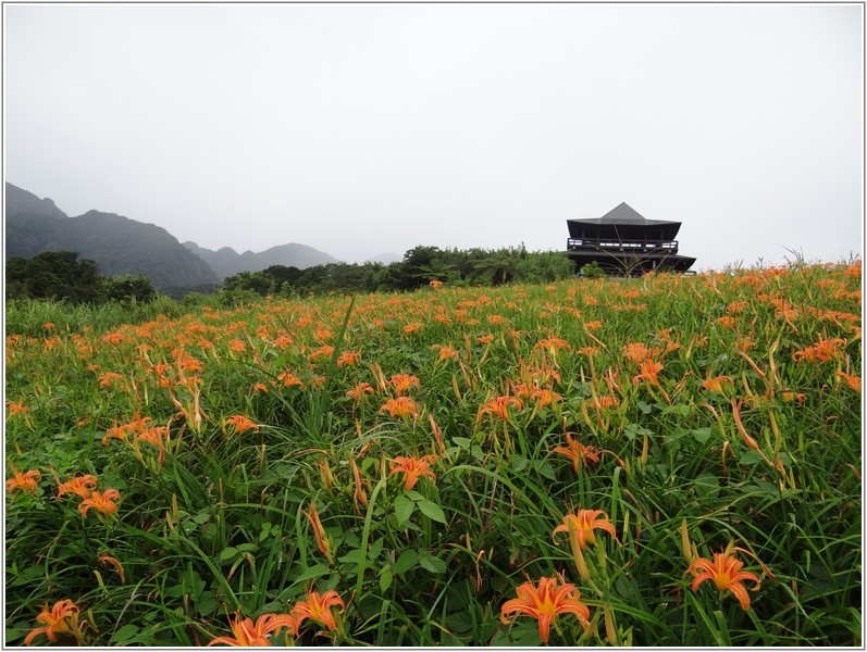 2013-08-13 09-47-33春明農莊往下的金針花海.JPG